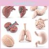 Montessori Human Body Organ Model Pvc Educational Toy For Kids Learning