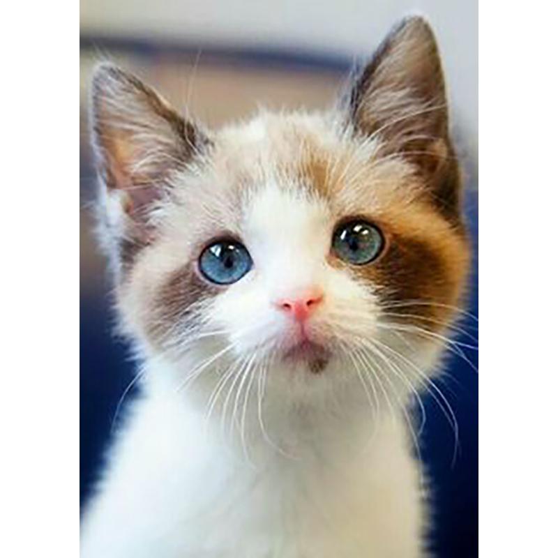 DIY 5D Diamond Painting Full Round Drill Rhinestone Cat Diamond Embroidery Animals Cross Stitch Kit Wall Art Gift Home Decor