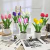 Tulpenblume Grüne Pflanze Flusssteine Bonsai Für Fotografie Und Bürodeko