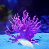 Koralline Künstliche Aquariumdekorationen Aquarium Künstliche PVC-Pflanzen Korallenornamente Aquarienlandschaft Aquarium