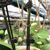 20Pcs Plant Support Clips Garden Clips Flower Orchid Stem Clips Vine Support