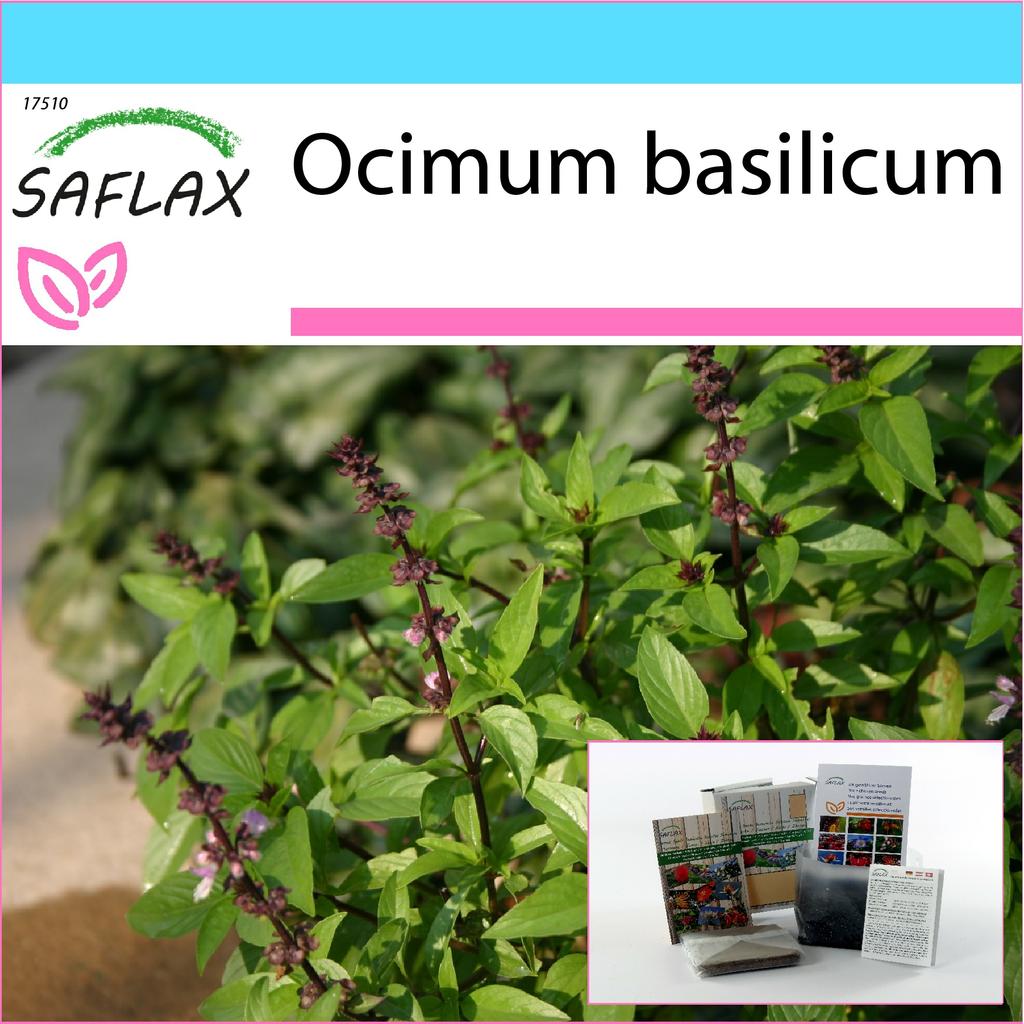 SAFLAX Gift Set - Thai Basil - 200 Seeds - With Gift Box, Card, Label and Potting Substrate - Ocimum Basilicum