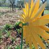 Sunflower Windmill 75cm/29.5in Metal Sunflower Windmill Windmill For Lawn Garden Yard Vintage Metal Sunflower