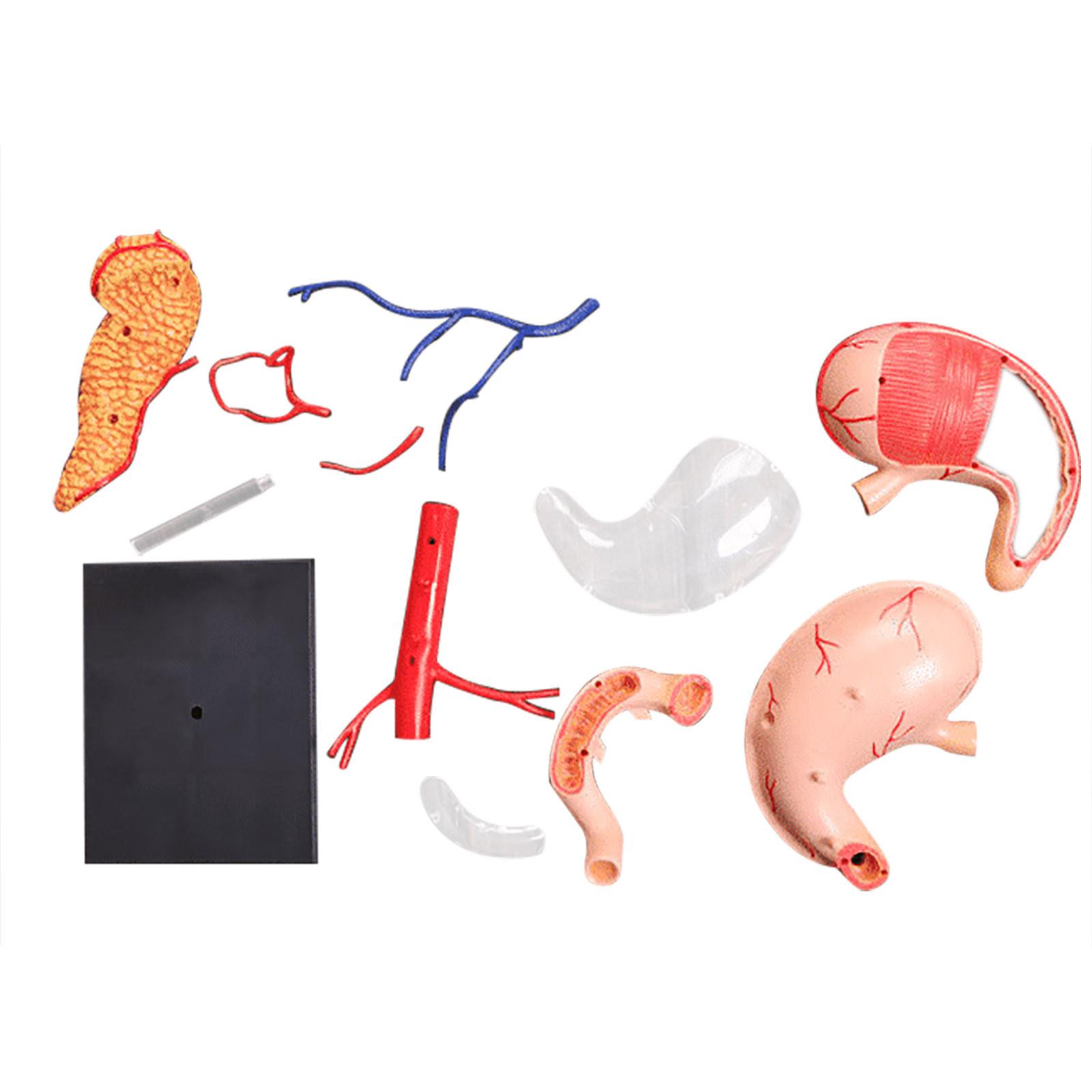 Анатомическая модель желудка Модель анатомии человека — фото 3