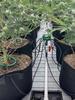 Plant Water Ring 3 Leg Support Drip Emitter Hydro Halo Water Ring Multi Outlet Drip Irrigation Ring For Grow Containers