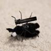 Funny Mosquito Hairpin Simulated Insect Spring Hairpin Cute Plush Toys  Photo Props