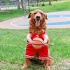 Dog Basketball Player Costume with Ball Dog Basketball Costume Pet Halloween Costume for Halloween