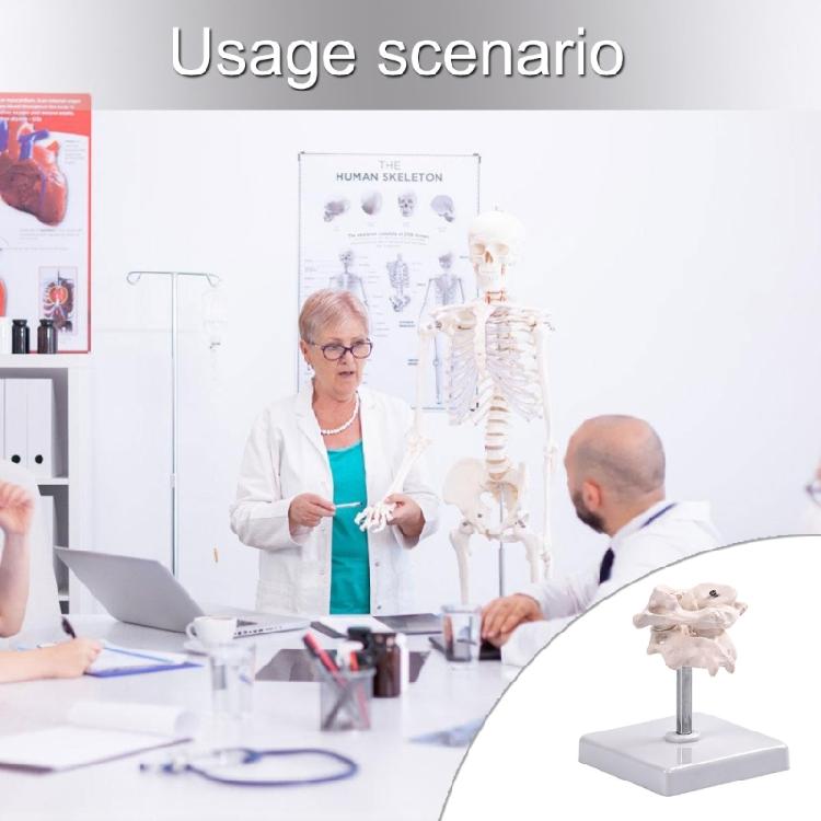 Accurate Human Occipital Bone Model For Clinical Training Features Rotation Capability And Quality PVC For Durability