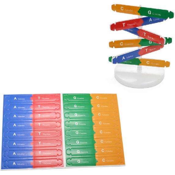 DNA Kit Self Double Helix Model kit Assembling DNA Display Stand Double Helix Model Human Genes Learning Toy Biological Teaching DNA Helix Model Aid