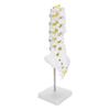 Human Lumbar Vertebral Model School Educational Teaching Model Tool Spine Model