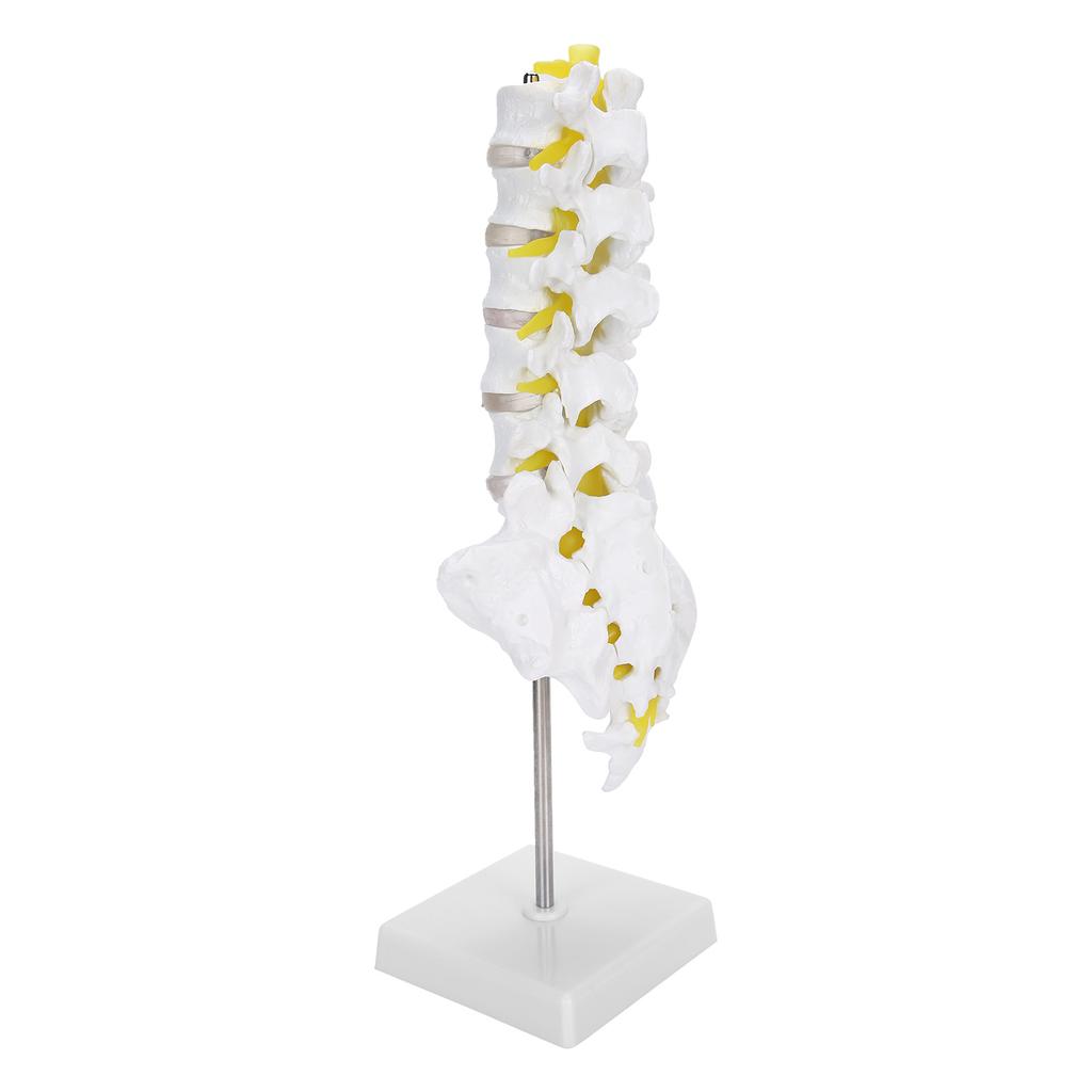 Human Lumbar Vertebral Model School Educational Teaching Model Tool Spine Model