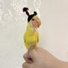 Bird Hats for Parrots Fun Upright Braids Costume Accessories Knitted Hat with Stretchy Strap for Hamsters Parakeets