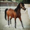 Horse Leg Protection from Flies Breathable Mesh Horse Fly Boots Set Equine Leggings for Reducing Stomping for Hoof for Horses