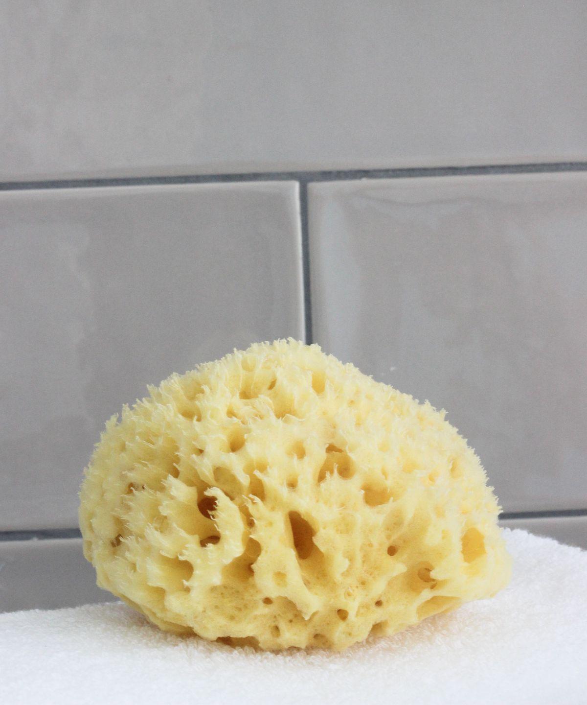 [Free Small Facial Cleanser] Natural Body Sponge - XL Size