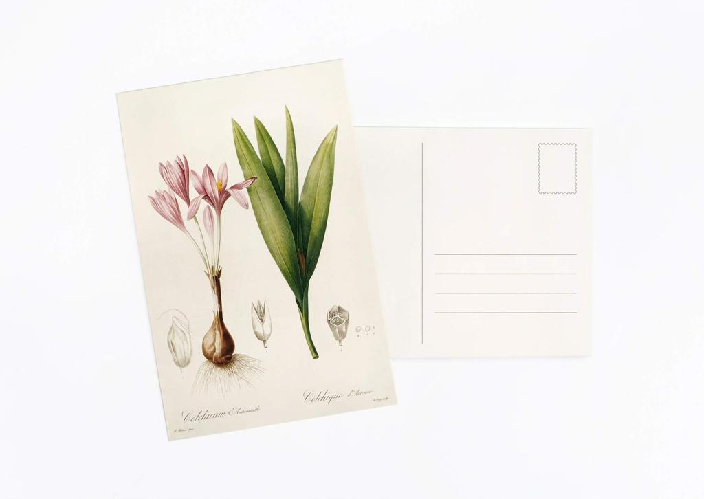 Wintertime Crafts Vintage Collection Postcard Pack of 30 Retro Style Nature and Ephemera Set Botanical, Postcards.