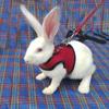 Safety Protection Ferrets Prevent Escape Rabbit Vest Bunny Leash Rabbit Harness Rabbit Leash