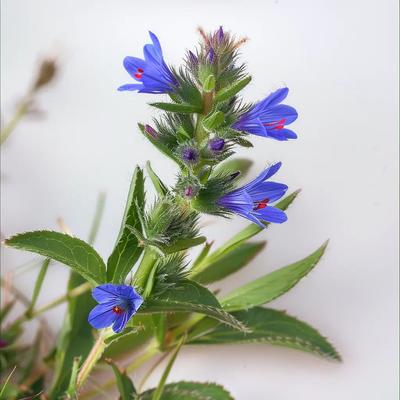60 Common Bugloss Seeds