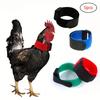 Collar para Pollo Silencioso Cómodo de 1 Pieza, Rojo, Azul y Verde - Collar de Cuello Duradero y Ajustable, para Mantener a los Pollos Más Tranquilos