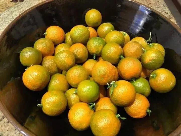 CHINOTTO ARANCIO portakal mirt yapraklarıyla 10 taze tohum