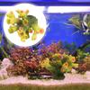 Simulation of Small Corals Aquarium Fish Tank Ornament Decor Decoration Resin Fake