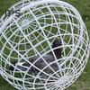 1/2/3 Pezzi Pollaio Mobile a Forma di Palla da Esterno Rotolabile Recinto per Pollame Tondo Casetta in PVC Gabbia da Passeggio Sicura per Animali Domestici per Piccioni Conigli Anatre