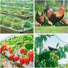 Garden Anti Bird Insect Protection Net Orchard Plant Vegetable Fruit Care Covers Green Mesh Pest Control Network Stretch Fencing
