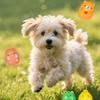 Squeaky Animal Dog Toy Latex Chick Pig Frog Bear Dog Chew Toy Teeth Cleaning Toy for Small Medium Dogs Fetch Training