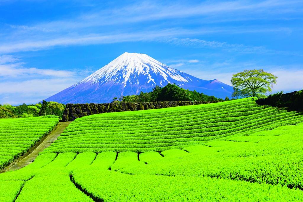 Ochanomaruyuki Shizuoka Tea Fukamushi Grønn te-teposer 5g x 30 poser