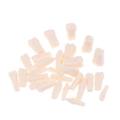 28Pcs/Set Dental Typodont Resin Simulation Tooth Model Dentistry Teaching Tools