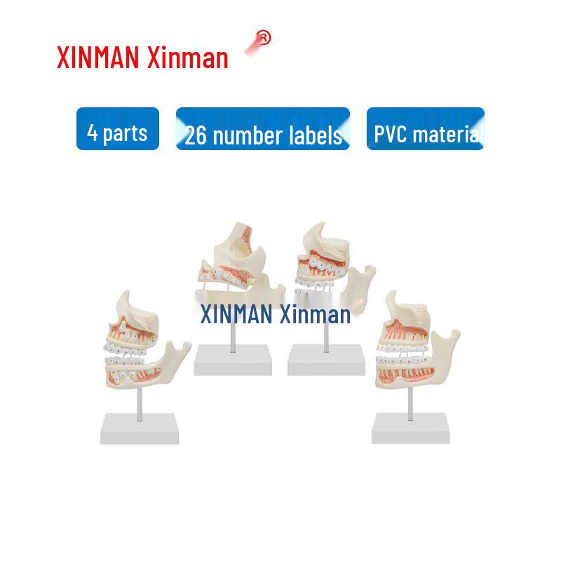 Модель развития зубов и челюстной кости Xinman