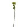 Hill Interiors Protea Lorea Stem Artificial Plant