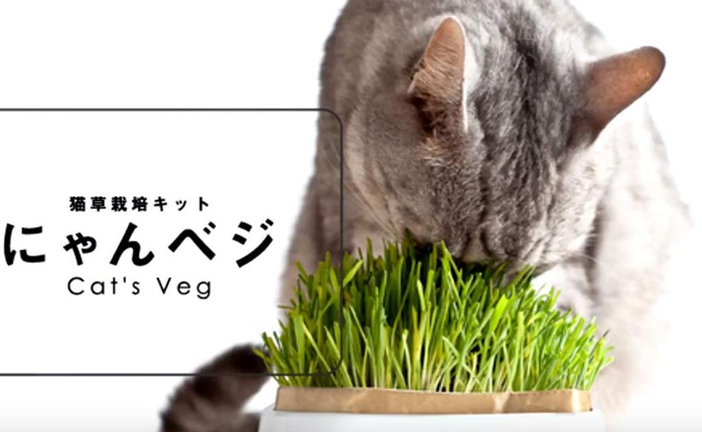 HARIO Cat Grass Cultivation Kit Nyan Veggie Refills (2 Packs X 3)
