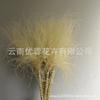 Long Pole Feather Grass Dried Flower Fluff Grass Needle Grass, Fresh And Smart Soft Decoration High-End Flower Diy Dried Flower Bouquet