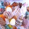 100g Gemischte Muscheln Muschelhandwerk Muscheln Zuhause Aquarium Nautische Dekoration