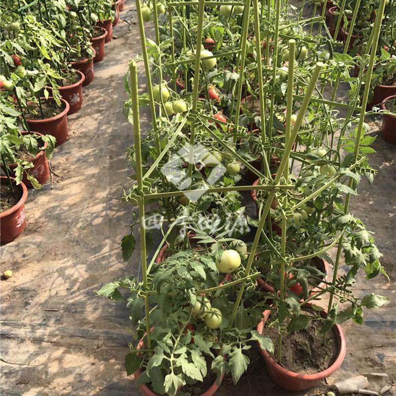 DIY Pflanzenstützen Gemüseanbau Rahmen Tomatenstange Kunststoffbeschichtetes Stahlgitter 80/120/160 cm Höhe 11 mm Dicke Pflanzenpfähle