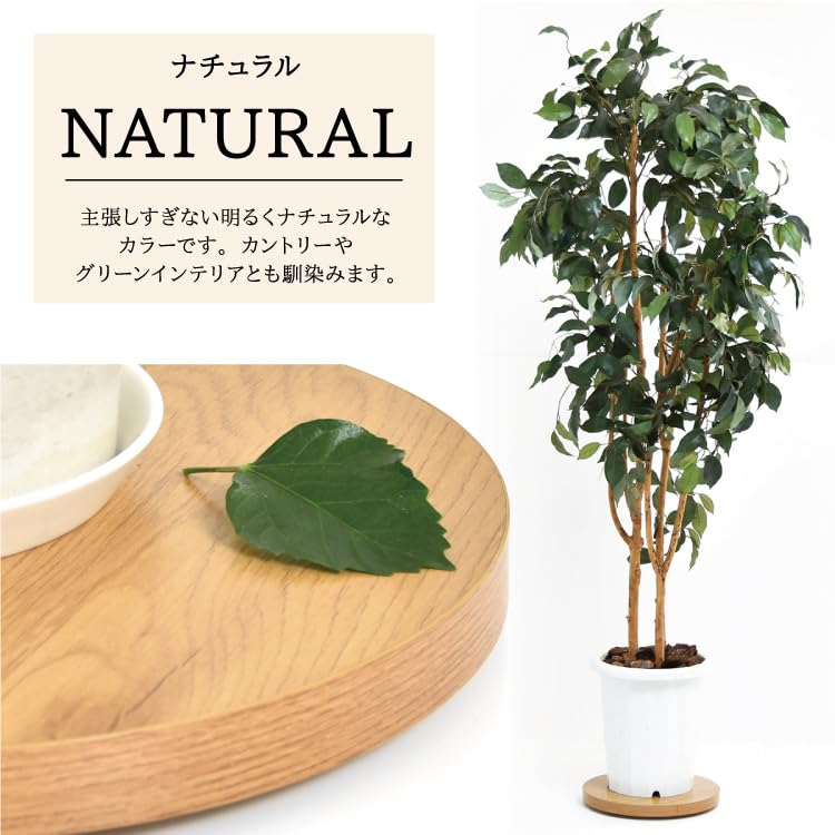 Belca Flower Stand Planter Base with Casters Diameter 30 X Height 3.5cm Natural Round Pot Holder Load Capacity 25kg Movable BB-PB-NR