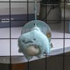 Cute Fried Shrimp Plush Keychain Cartoon Doll Bag Charm Girly Pendant Toy
