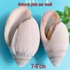 Conch Shells & Starfish for Hermit Crabs: Aquarium Decor & Drift Bottle Accessories