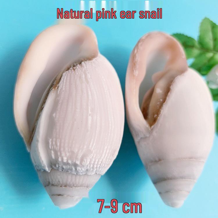 Conch Shells & Starfish for Hermit Crabs: Aquarium Decor & Drift Bottle Accessories