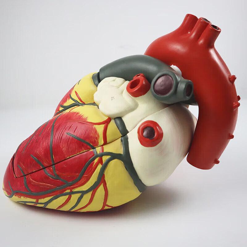 Hongyan 4X Detachable Human Heart Model