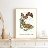 Vintage Butterflies poster Vintage Dead Leaf Butterfly Specimen Minimalist Wall  Print Canvas  Posters for Home Decor