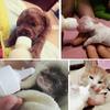 M-Modern-Pet Nursing Bottle Kits Replacement Nipple Cat Feeding Bottle For Newborn Kittens, Puppies, Rabbits, Small Animals