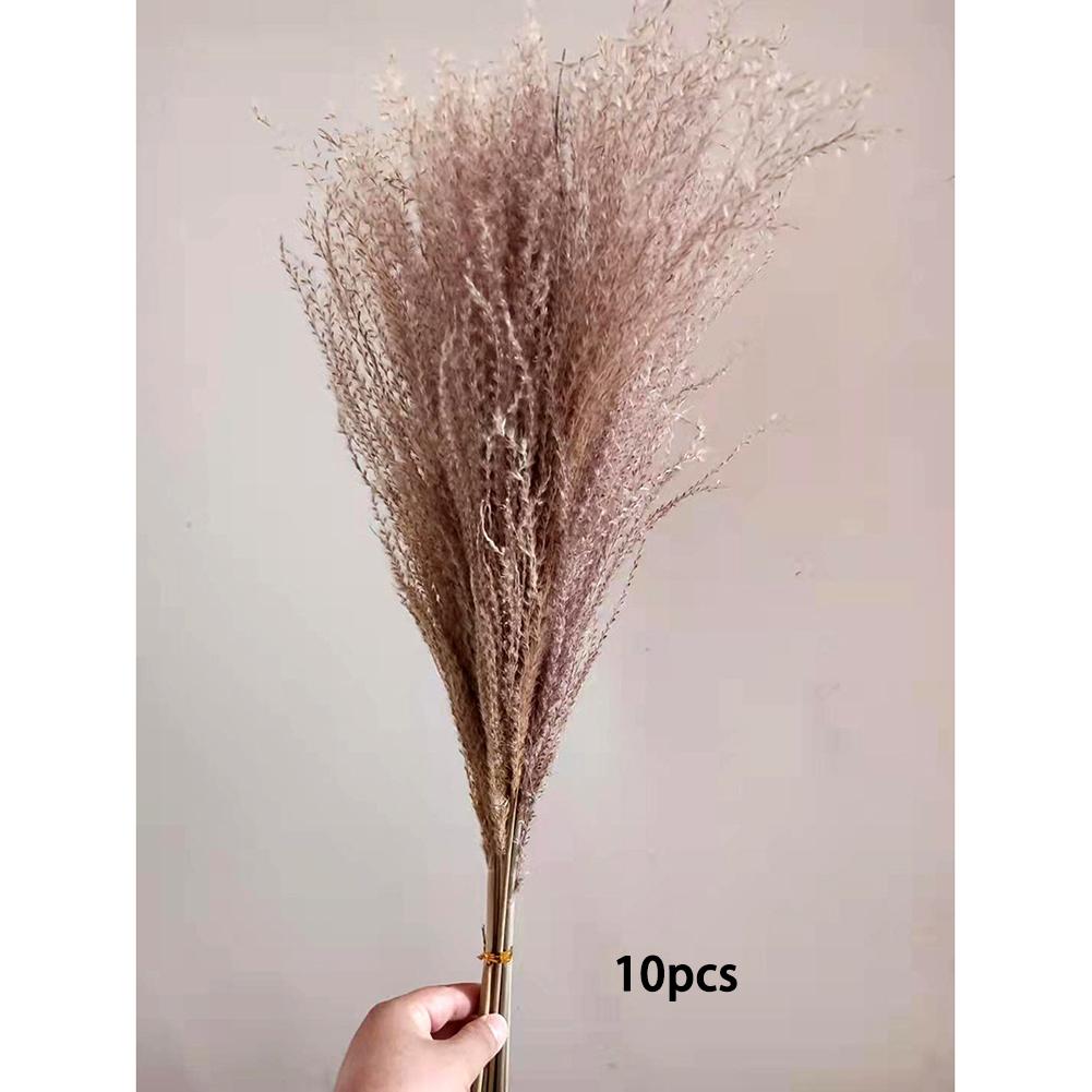 1 Bunch Dried  Reed Flowers Natural Plant Dried Pampas Grass Ornaments For Living Room Dining Tables Party Hallways Decoration