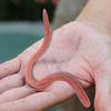 10Pcs Stretchy Earthworm Prank Toy Realistic Long TPR Earthworm Simulated Wiggly Worm Tricky Props Kids Adults Halloween Party April