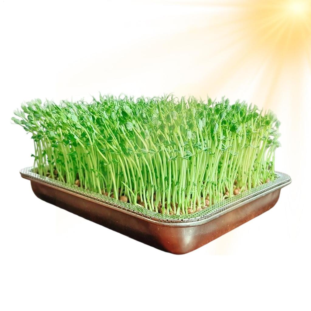 Stainless Steel Bean Sprout Cultivation Set Seedling Tray Hydroponic Cat Grass Tray Planting Tray Rectangular Planting Tray