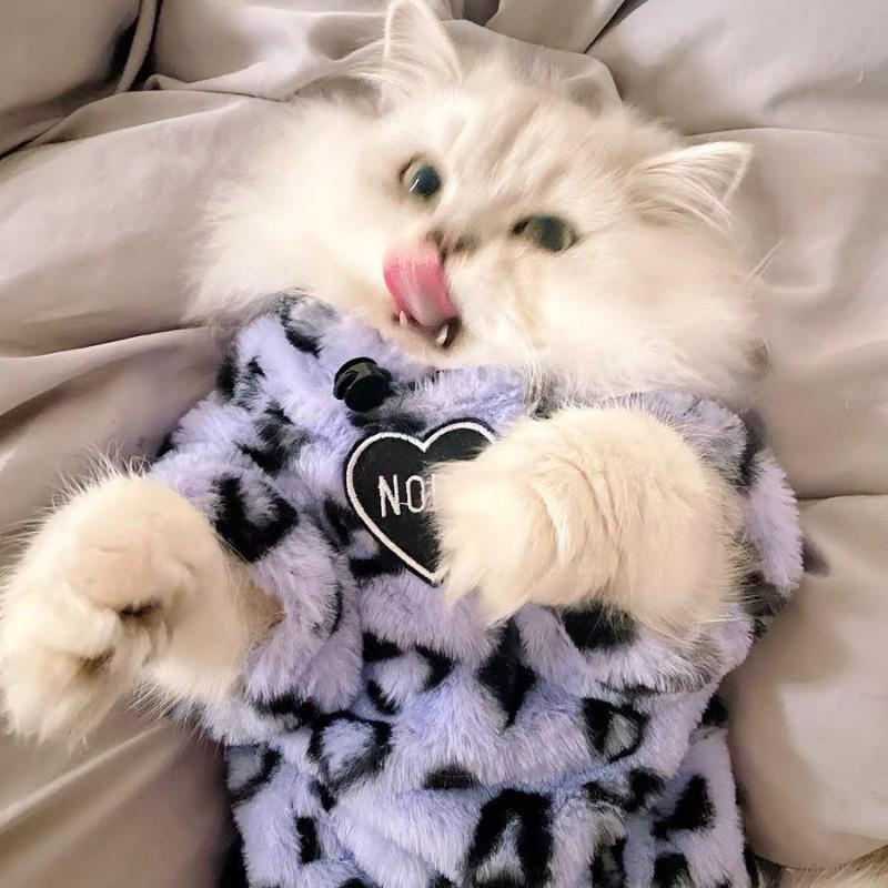 Warm Winter Cat Sweater Hoodie Kittens Adult Cats - Fleece Lined Thick Pet Clothing In Leopard Print