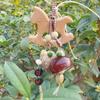 Zodiac Horse Rosewood Wind Chime Merry-Go-Round Pendant Ornament