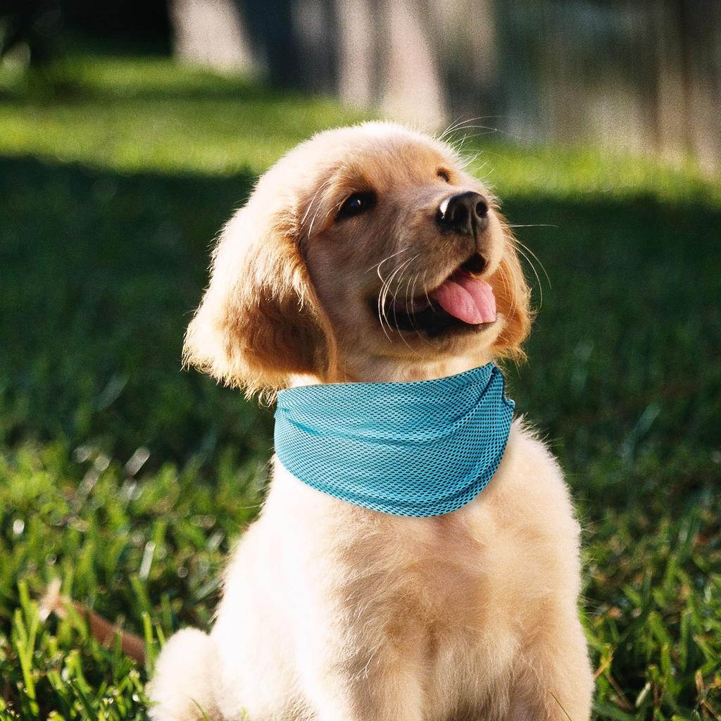 Kalter Haustierschal mit Knopflöchern zum Ausgehen, geeignet für kleine, mittelgroße und große Hunderassen