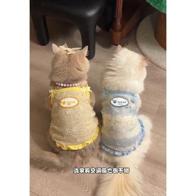 Kedi – Kediler için giyim