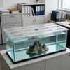 Pești și animale marine – Întreținerea acvariului